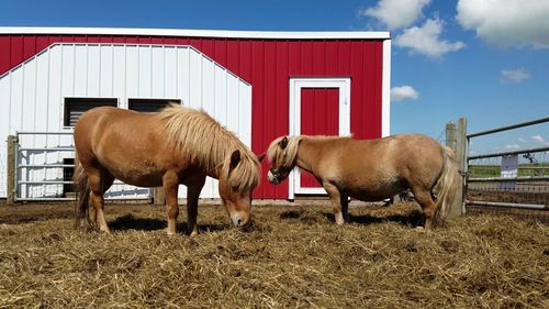 Horses grazing in pen by barn