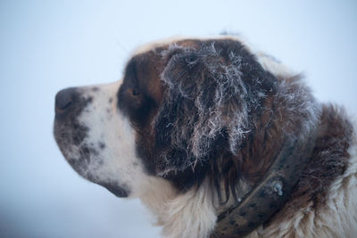 Close-up of dog