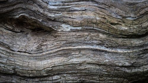 Full frame shot of tree trunk