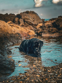 Portrait of dog in lake
