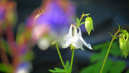 Close-up of white flowering plant