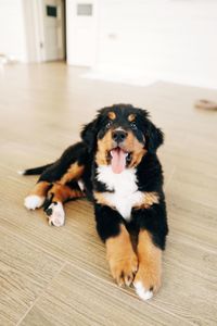 Portrait of dog lying down on hardwood floor