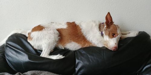 Close-up of cat resting on sofa at home