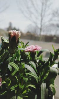 Close-up of pink flowering plant