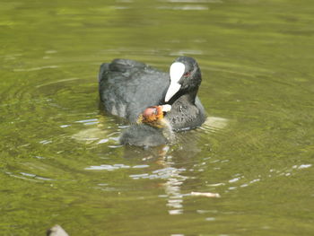 Swan swimming in lake