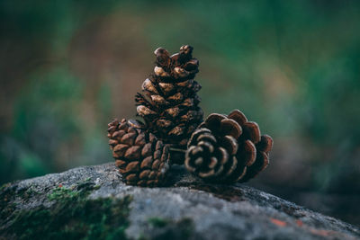 Close-up of pine cone on rock