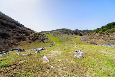 View of sheep on land