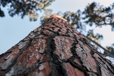 Low angle view of tree trunk against sky