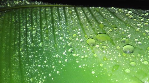Macro shot of water drops on leaf