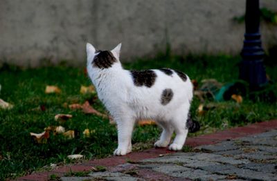 Side view of white cat standing against plants