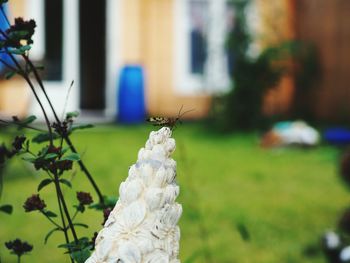 Close-up of butterfly on white flower