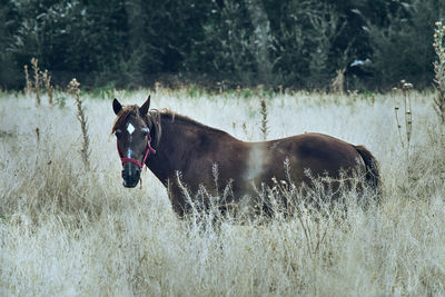 Portrait of horse standing by plants