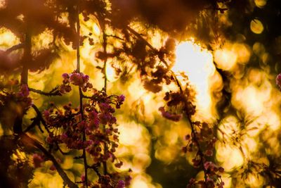 Close-up of tree during sunset