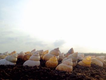 Stack of stones on landscape against sky