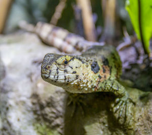 Close-up of lizard