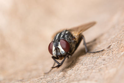 Close-up of fly on dry leaf