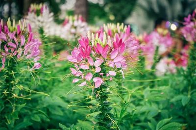 Close-up of pink flower