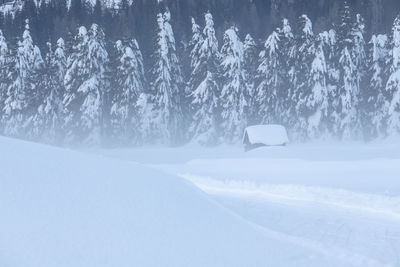 Trees on snow covered land