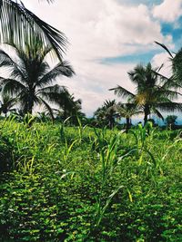 Palm trees growing on field against sky