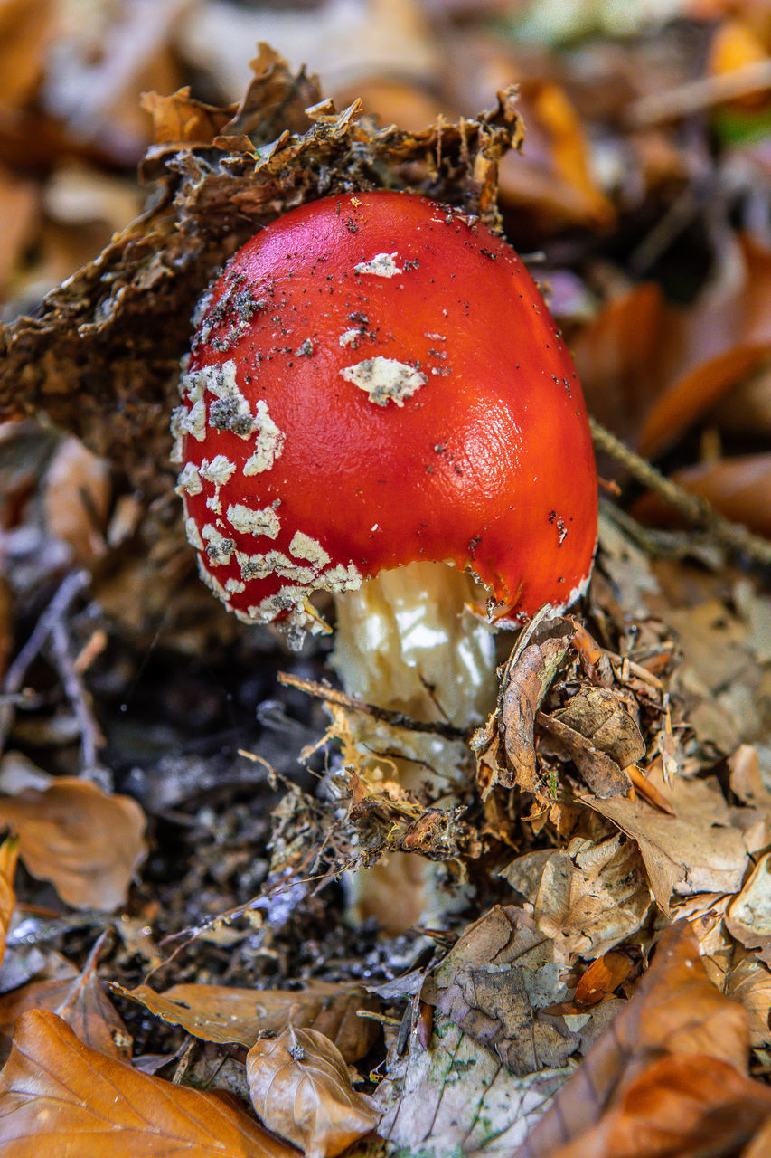 CLOSE-UP OF FLY AGARIC MUSHROOM GROWING ON FIELD