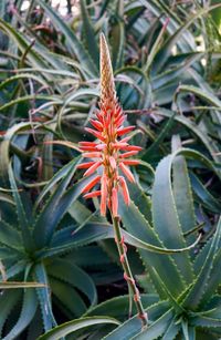 Close-up of red flowering plant