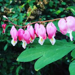 Close-up of pink flower