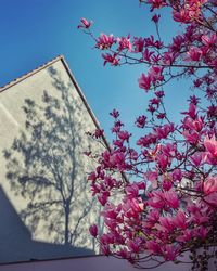 Low angle view of pink flowering tree against sky