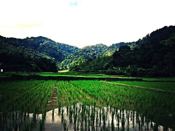 Scenic view of grassy field