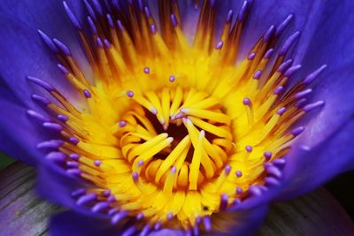 Close-up of purple flower