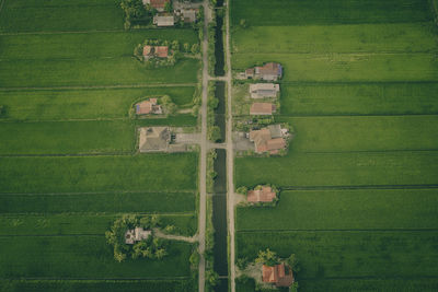 Full frame shot of agricultural field