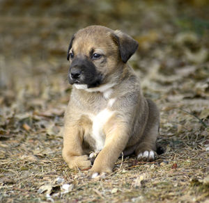 Portrait of puppy sitting on field