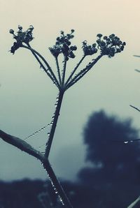 Low angle view of flower tree against sky