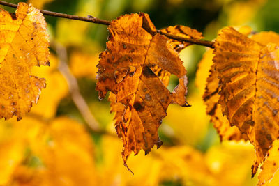 Close-up of leaves on twig