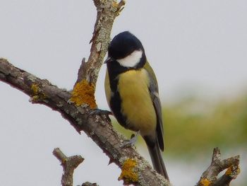 Low angle view of bird perching on a tree