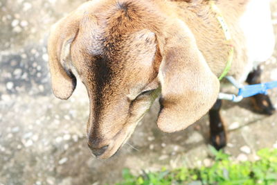 Close-up of a dog on field