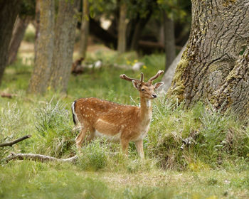 Deer standing on tree trunk