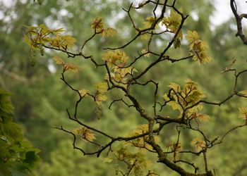 Low angle view of flowering plants on tree