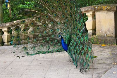 Close-up of peacock