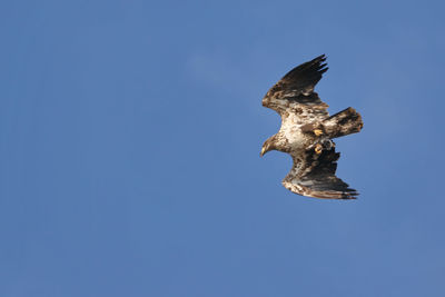 Low angle view of a bird flying against clear blue sky