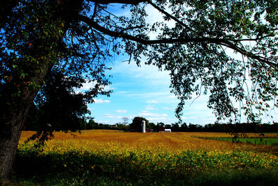 Scenic view of field against sky
