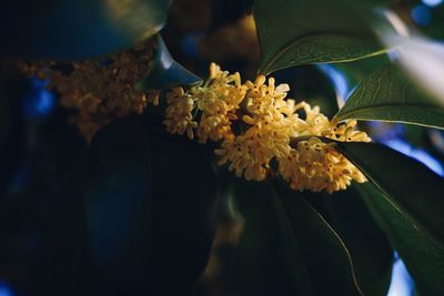 Close-up of plant