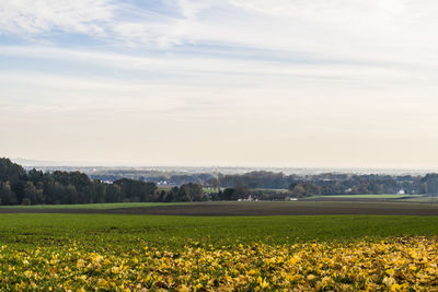 Scenic view of field against sky