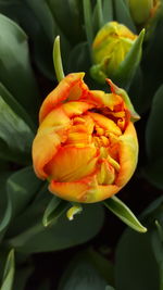 Close-up of yellow flower