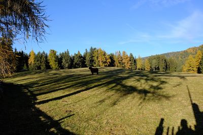 Trees on field against sky