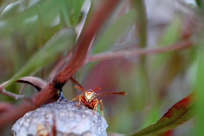 Close-up of insect on plant