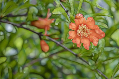 Close-up of red flowering plant