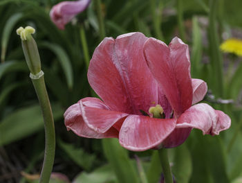 Close-up of pink flower