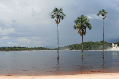 Palm trees on beach