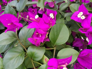 Close-up of flowers blooming outdoors