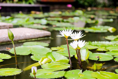Close-up of water lily in pond